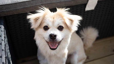 foto hond 2