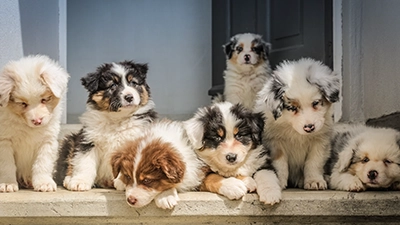foto groep honden