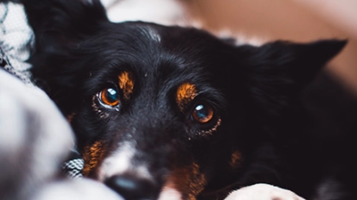 foto hond 1